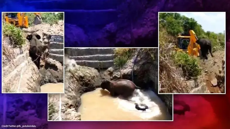 Karnataka: Elephant rescued from well with the help of villagers, watch video elephant