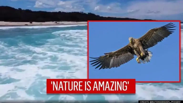 'Nature is superpower': Eagle plucks drone and flies away with it, watch retrieved video Eagle