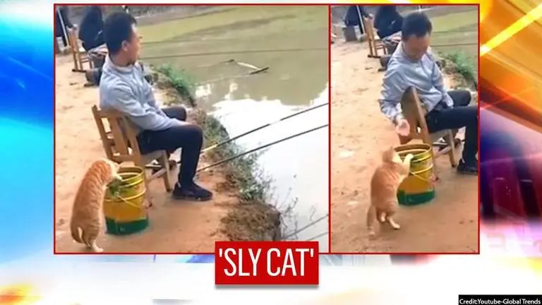 'Clever' cat tries to steal fishes from angler's bucket; watch hilarious video China: 'Clever' cat tries to steal fishes from angler's bucket I watch