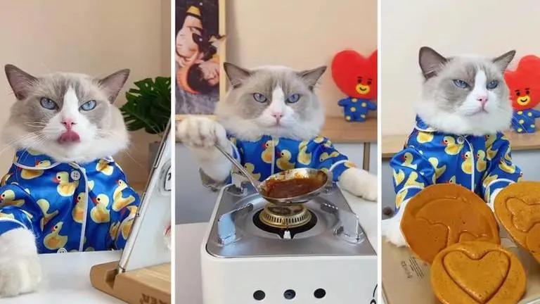 Chef Cat makes 'Squid Game' inspired Dalgona candy; tricks leave internet amazed: WATCH Squid Game