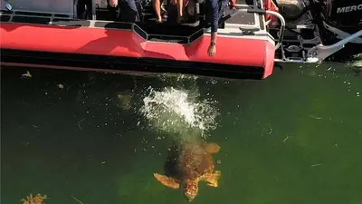2 rescued sea turtles released in Florida after recovery