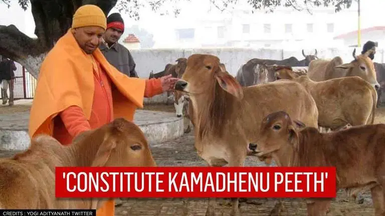 Yogi govt asks all state universities to set up 'Kamadhenu Peeth' for cow 'protection' Uttar Pradesh