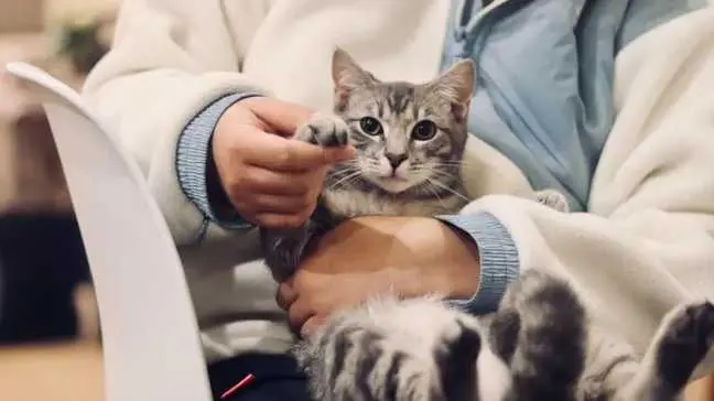 Indian pet parents show growing interest in online vet services: Supertails survey Cat