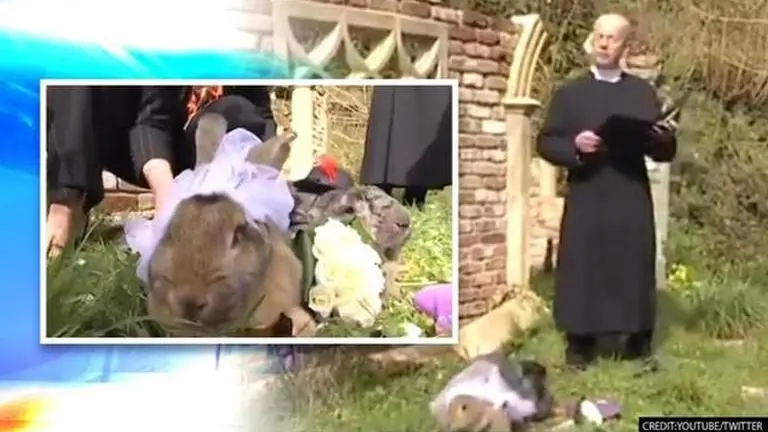 Video of Rabbit Wedding goes viral, couple pronounced as 'rabbit husband' & 'rabbit wife' Youtube/Twitter