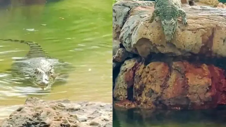 Viral video shows crocodile jumping into water, netizens say 'that's a dragon'; watch Crocodile, Crocodile jumps into water