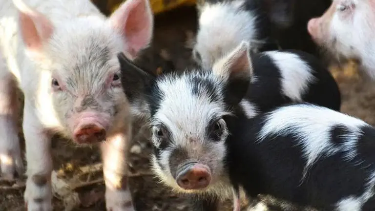Mizoram incurs 121cr loss as African Swine Fever leads to culling of 25,000 pigs Mizoram