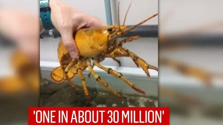 Rare yellow lobster called 'Banana' discovered in US Maine lobsterman donates 'extremely rare' Yellow lobster to University| See Pic