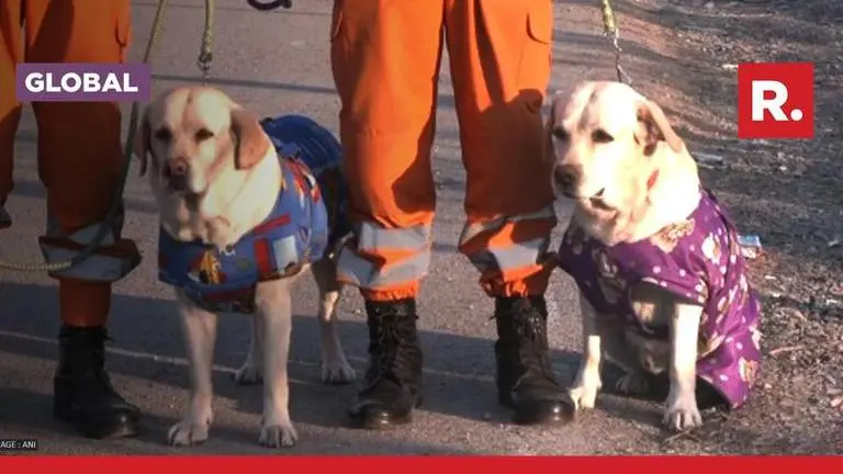 Turkey Earthquake: NDRF's dog squad members Julie and Romeo rescue 6-year-old girl Julie Romeo