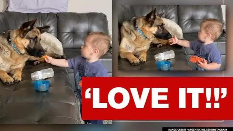 Cute video of baby feeding dog goes viral, netizens chuckle at 'way to get hands clean' Cute video of baby feeding dog goes viral