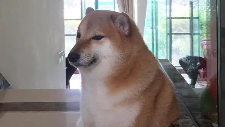 Popular meme dog Cheems Balltze passes away, Internet mourns loss of its favourite canine Meme dog