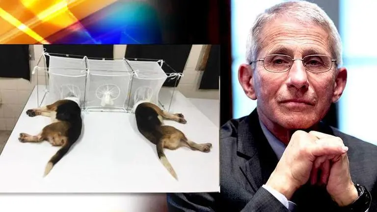 Fauci accused of funding experiments involving beagles being 'eaten alive' Fauci