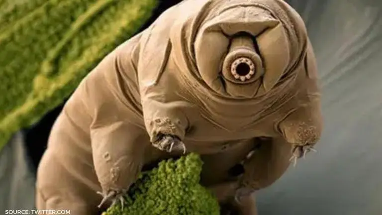 tardigrades