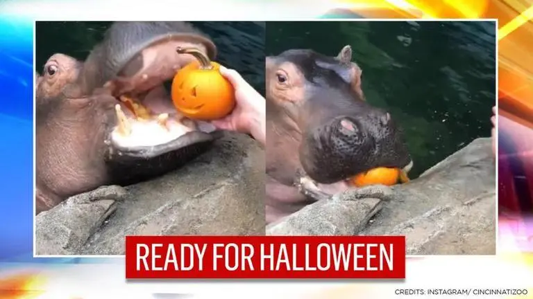 Halloween 2020: Fiona, the hippo enjoys the season while eating a pumpkin; Watch Halloween 2020