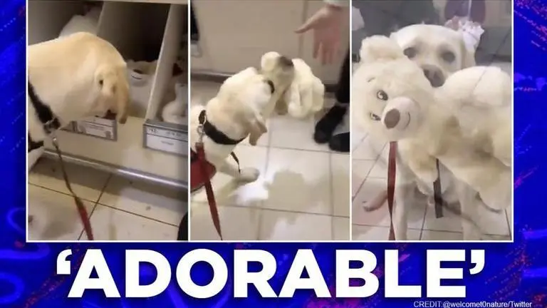 Video: Dog picks up favourite toy at supermarket, netizens say 'pure love' Dog