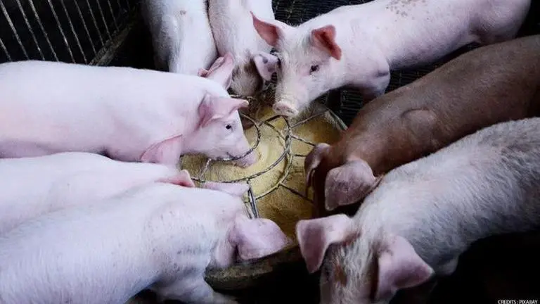 29,803 pigs have died in Mizoram due to African Swine Fever: Minister