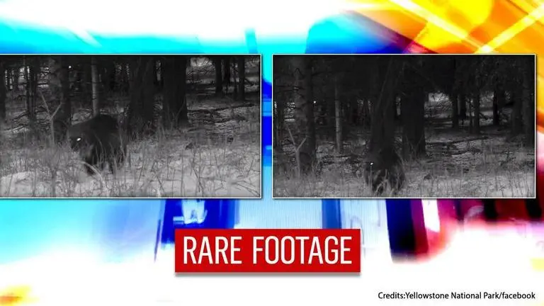 US: Rare wolverine spotted in Yellowstone National Park| Watch video