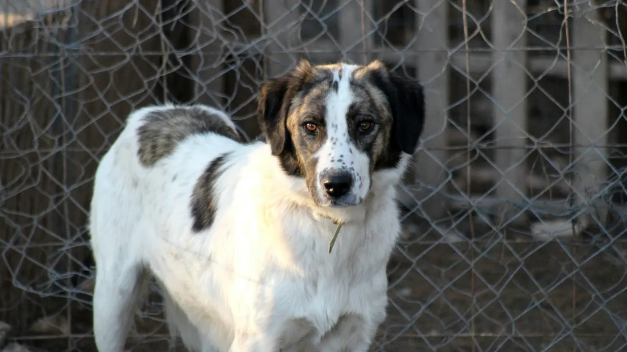 Helping Stray Animals In Summer