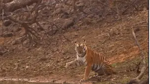 Legendary Tigress "Maya" Of Tadoba National Park Waves The Tourists