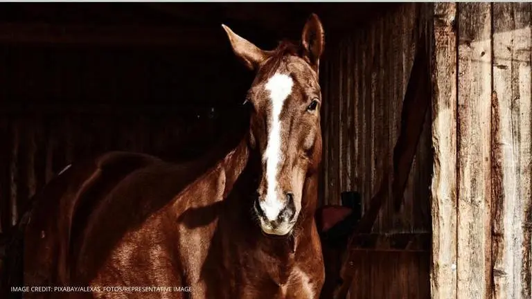 African Horse Sickness (AHS) kills 131 horses, infects many in Thailand African