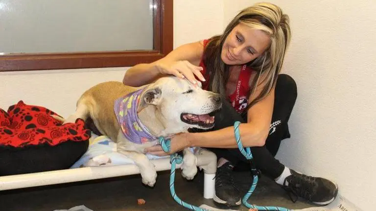 Volunteers walk Italian cats, dogs amid pandemic