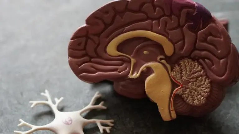Why human brain is so big? Scientists shed light on the reasons human brain