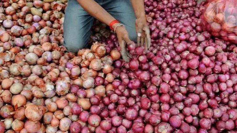 Maharashtra: Onion prices rise after crop damage due to rains