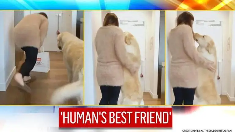 'Got you mummy': Human pretends to be scared, dog's reaction will melt your heart Horlicks