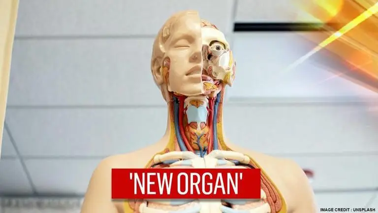 Scientists accidentally discover 'previously overlooked' salivary glands in human throat scientists