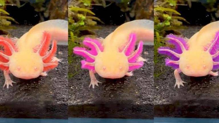 Internet enthralled with colour changing amphibian Axolotl; watch Viral ...