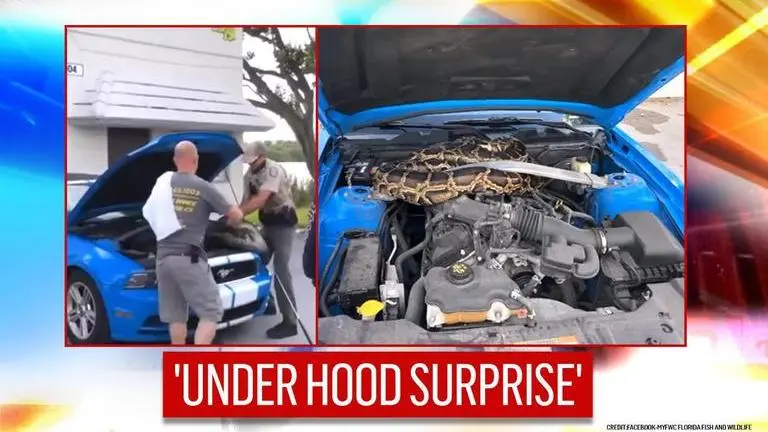 Florida: 10 feet long 'invasive' python found in Mustang's hood, rescued