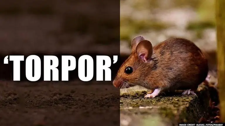 Scientists identify neurons in rodents' brains can be artificially activated Scientists