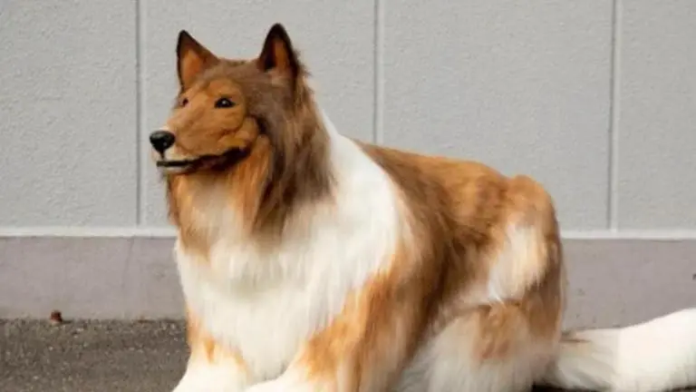 Japanese man who spent $14000 to become a collie says 'doesn't want' to live a dog's life Japanese man