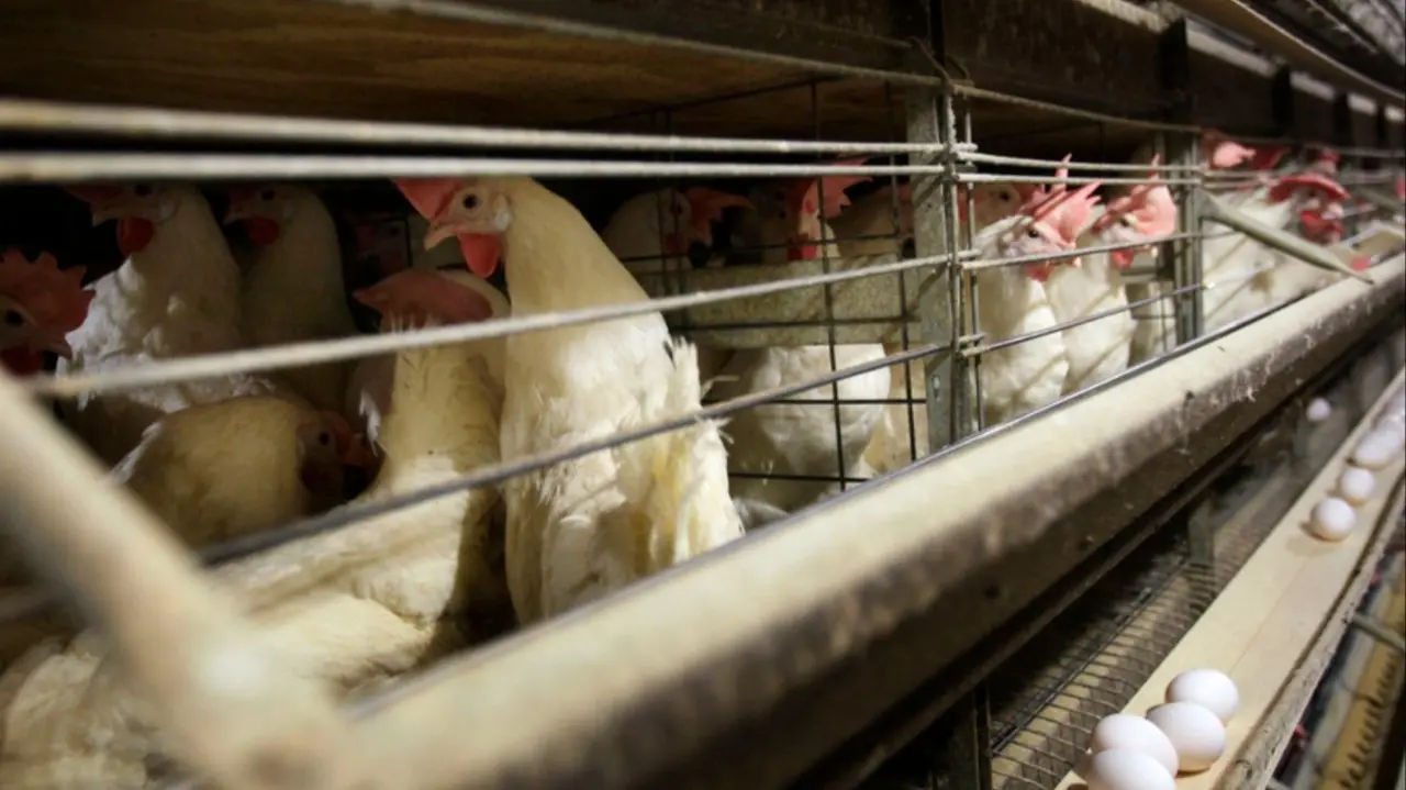 WHO Confirms First-Ever Human Death from New Bird Flu Strain in Mexico The WHO said the risk to people in Mexico is low, and that no further human cases have been discovered so far