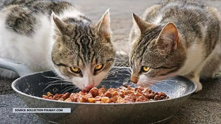 Pet parenting tips: How to feed cats with nutritional meals amid COVID-19 lockdown? pet parenting tips