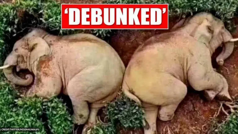 Story of elephants 'drunk' on corn whiskey turns out to be 'unreal' Elephants