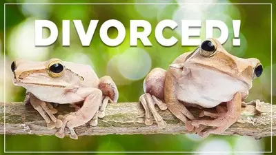 Bhopal: Frogs divorced after two months to stop excessive rains Bhopal