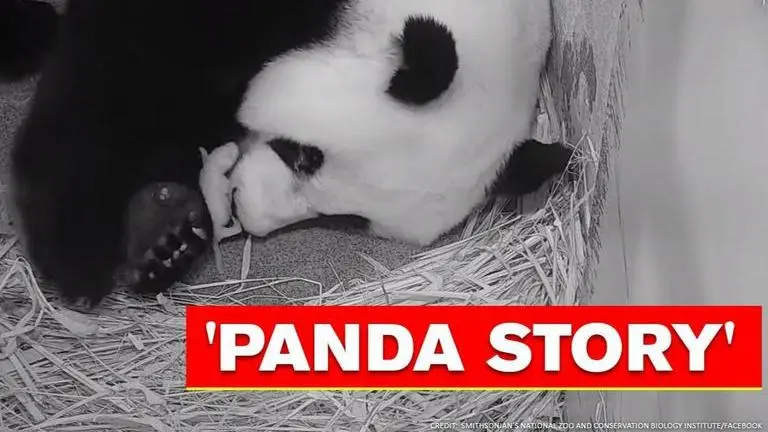 Video shows giant panda comforting teeny offspring in US zoo. Watch