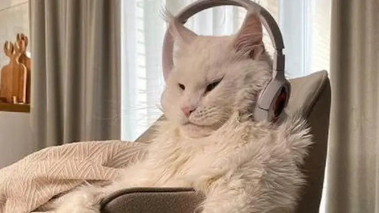 Meet Kefir, the 'World's largest cat' as tall as a 4-year-old child captivates internet Russia