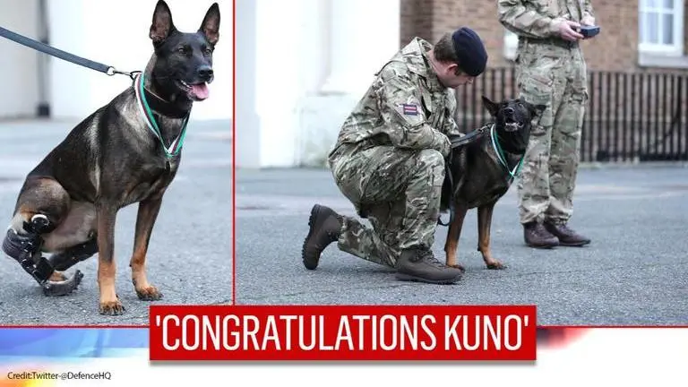 British dog gets Victoria Cross for 'heroic action' against Al-Qaeda gunman in Afghanistan British