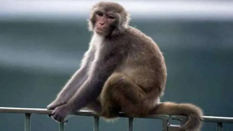 13 monkeys found dead on reservoir in Assam