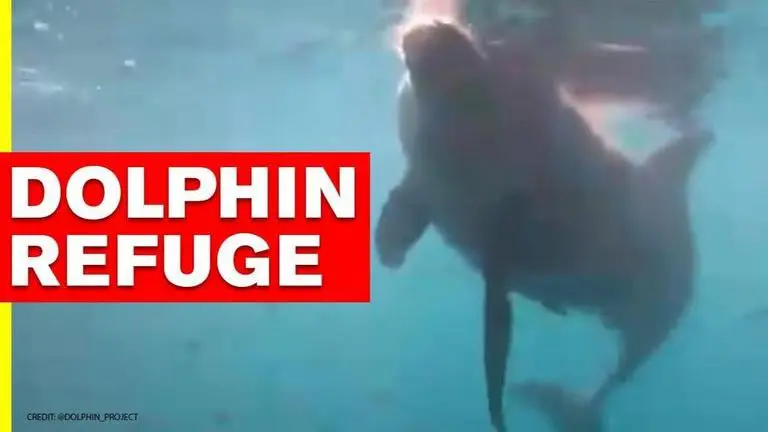 Bali hosts world’s first rehabilitation centre for dolphins to aid their return to wild World's only permanent dolphin rehabilitation centre in Bali