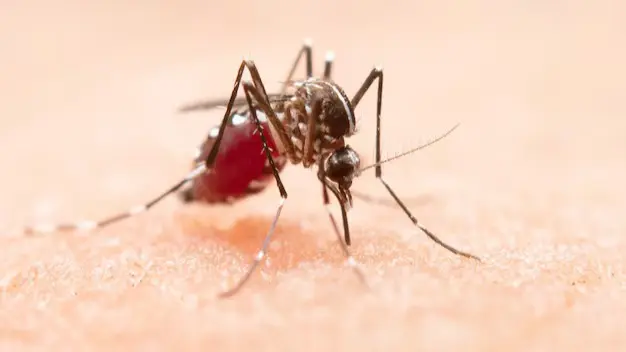 Malaria control