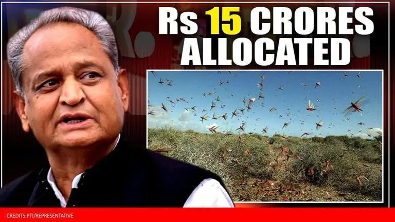 Locust attacks controlled at 383 places, drones used to monitor swarms: Rajasthan govt Locust Attack