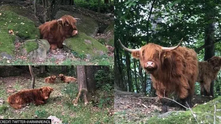 Cow tissue patch can now be used to undo impact of shoulder injuries cow tissue