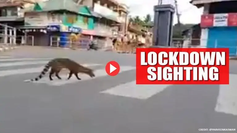 WATCH: Kerala witnesses rare sight amid lockdown; denizen of the night on the streets civet cat