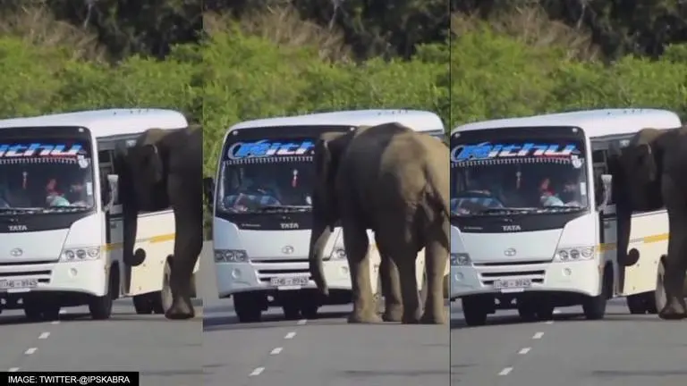 Elephant tries to board a moving bus, here's what happened next; WATCH Elephant
