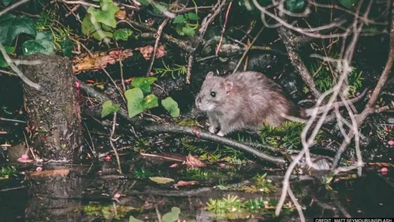 (Image Credits: Matt Seymour/Unsplash)