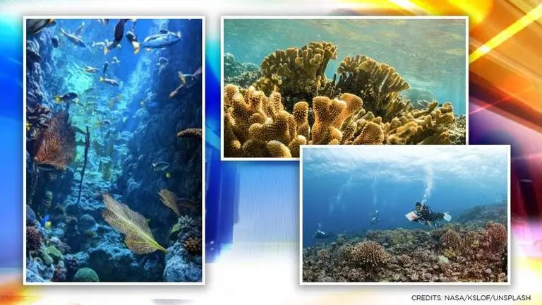 NASA partners with ocean research body to map and protect coral reefs NASA