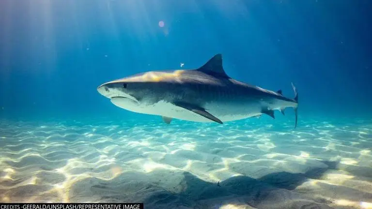 Australians wish to rebrand shark attacks as ‘negative encounters' or 'incidents' shark attacks