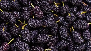 Mulberries